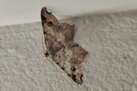 Macaria alternata