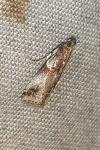 Acrobasis fallouella