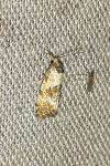 Cochylis molliculana