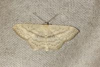 Scopula nigropunctata