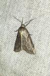 Pachycnemia hippocastanaria hippocastanaria