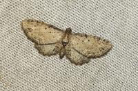 Anticollix sparsata