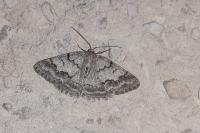 Pseudoterpna coronillaria