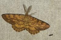Ematurga atomaria