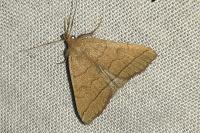 Herminia tarsipennalis