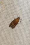 Ancylis obtusana