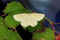 Angerona prunaria
