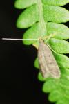 Eurodachtha siculella / Eurodachtha canigella