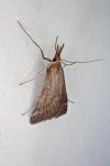 Synaphe punctalis