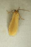 Wittia sororcula