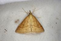 Psammotis pulveralis