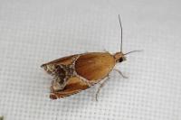 Ancylis obtusana