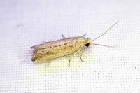Bactra lancealana
