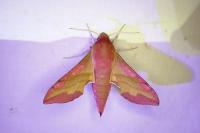 Deilephila porcellus