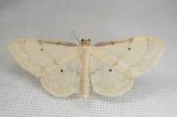 Idaea politaria