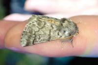 Thaumetopoea pityocampa