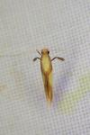 Caloptilia alchimiella