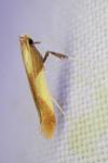 Caloptilia alchimiella