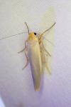 Manulea complana