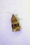 Celypha lacunana