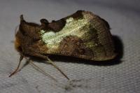 Diachrysia stenochrysis