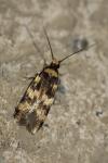 Oegoconia