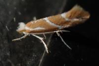 Phyllonorycter millierella