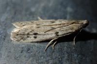 Phycitodes inquinatella