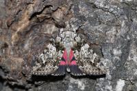 Catocala promissa