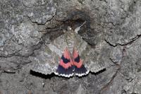Catocala nupta