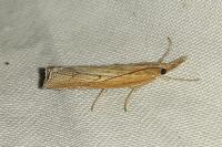 Pediasia contaminella