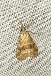 Hellula undalis