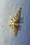 Lymantria dispar