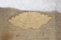 Stegania trimaculata