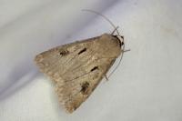 Agrotis exclamationis