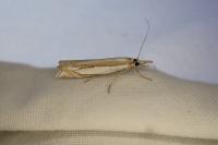 Crambus pascuella