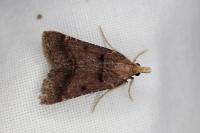 Stemmatophora brunnealis