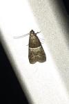 Elegia similella