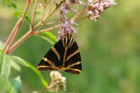 Euplagia quadripunctaria