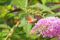 Macroglossum stellatarum