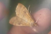 Ostrinia nubilalis