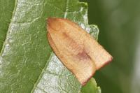 Cacoecimorpha pronubana