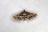 Diasemiopsis ramburialis