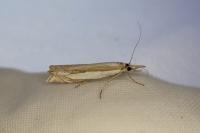 Crambus pascuella
