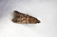 Cadra figulilella