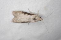 Lamoria anella