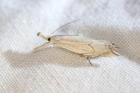 Metacrambus carectellus
