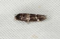 Mompha subbistrigella