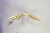Adaina microdactyla