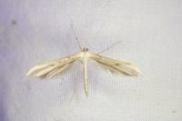 Adaina microdactyla